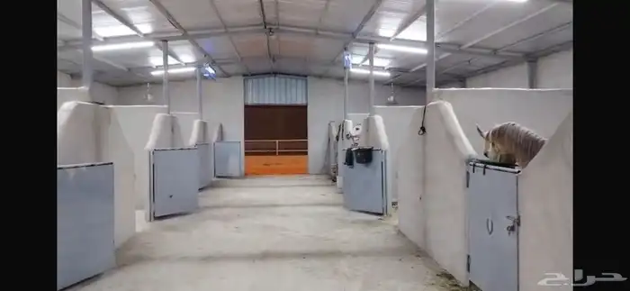 اسطبل الحنيه غرف للايواء فخامه 3