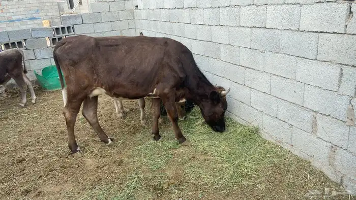 بقرة جيرسية حلوب 0