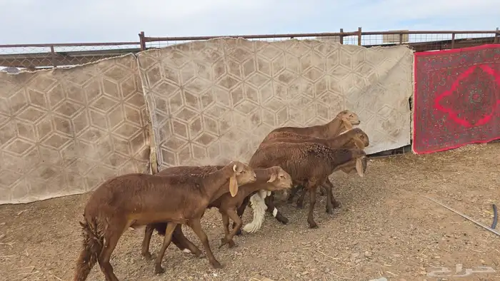 سواكن حمري مرابي جذعان 2