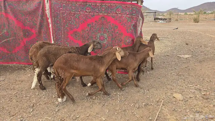 سواكن حمري مرابي جذعان 1