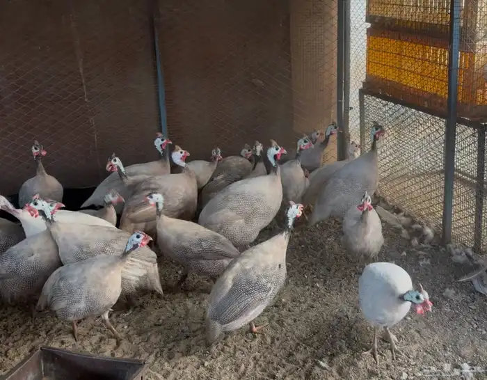 أطقم رومي ودجاج حبشي وديوك تركي 13