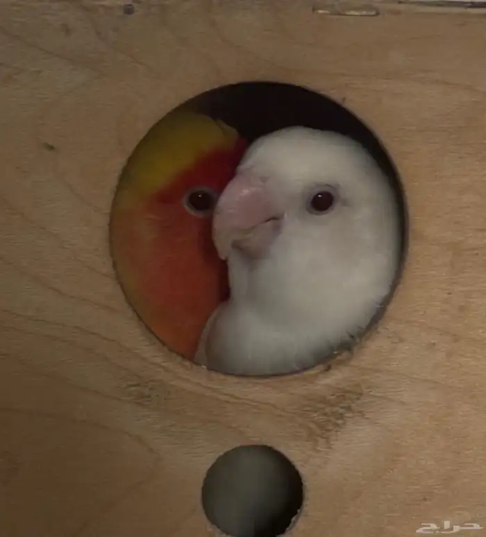 طيور الروز 0