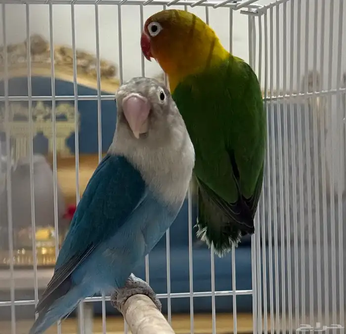 ببغاء فيشر 0