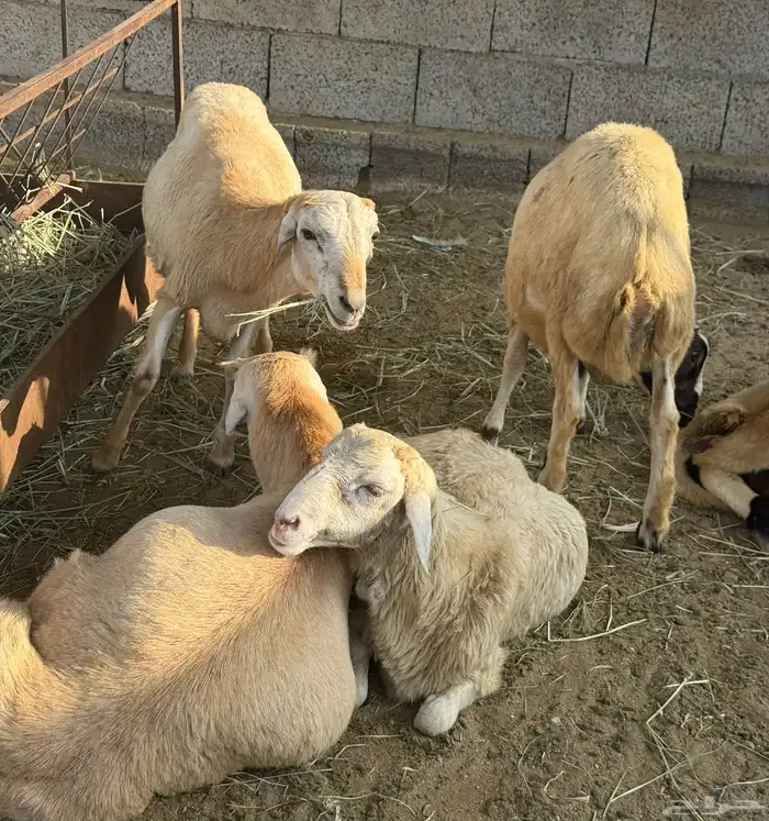 خرفان البيع في العيدابي بلدي 2