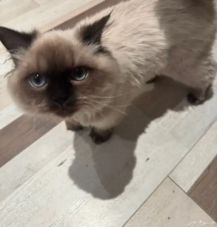 قطوه همالايا عمرها 7 شهور تقريبا بدون مقابل 3