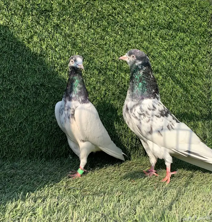 زوج تيدي Top 0