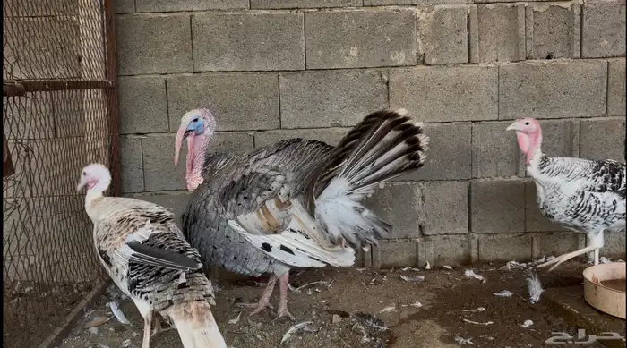 أطقم رومي ودجاج حبشي وديوك تركي 16