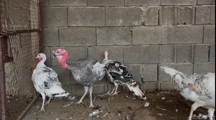 أطقم رومي ودجاج حبشي وديوك تركي 17