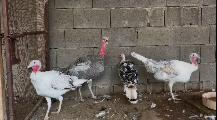 أطقم رومي ودجاج حبشي وديوك تركي 18