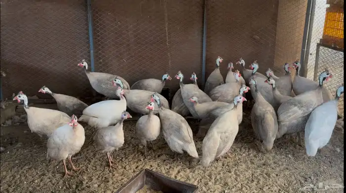 أطقم رومي ودجاج حبشي وديوك تركي 11