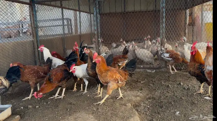 أطقم رومي ودجاج حبشي وديوك تركي 8