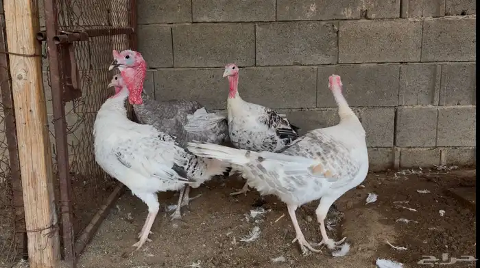 أطقم رومي ودجاج حبشي وديوك تركي 15