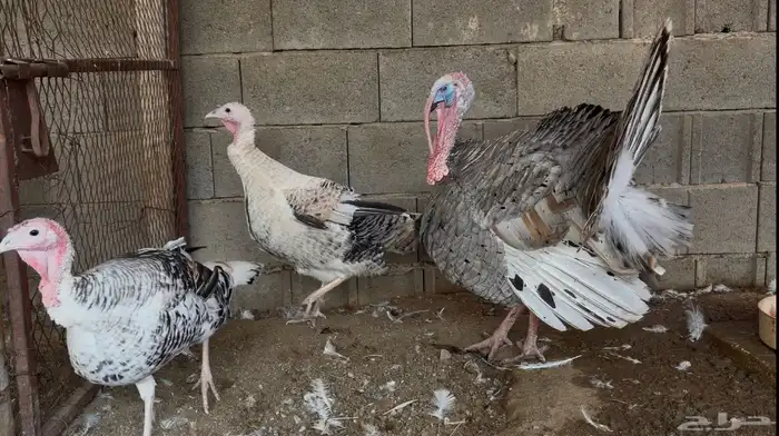 أطقم رومي ودجاج حبشي وديوك تركي 0