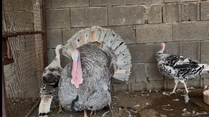 أطقم رومي ودجاج حبشي وديوك تركي 2