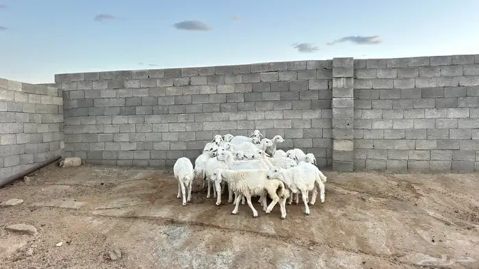 بهم خرفان ورخال طيبه 0