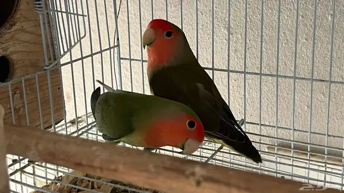 زوج روز منتج 0