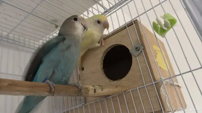 مطلوب ذكر روز منتج شرط 1