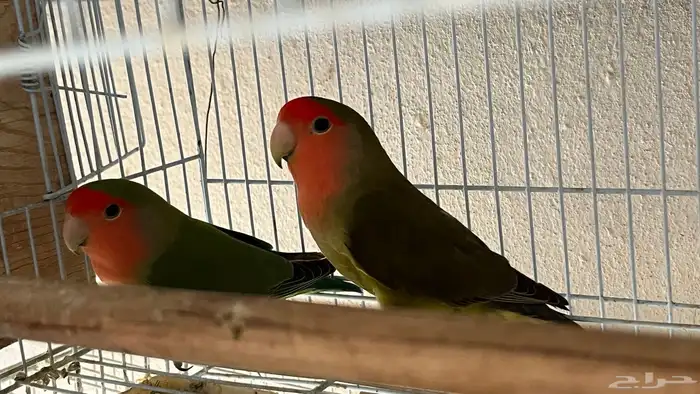 زوج روز منتج 4