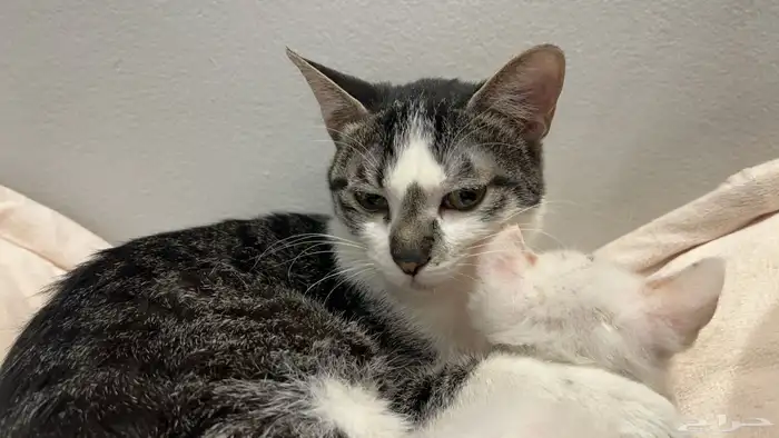 قطة مفقوده في حي الملقا 3