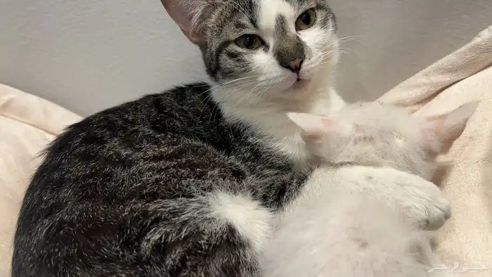 قطة مفقوده في حي الملقا 4