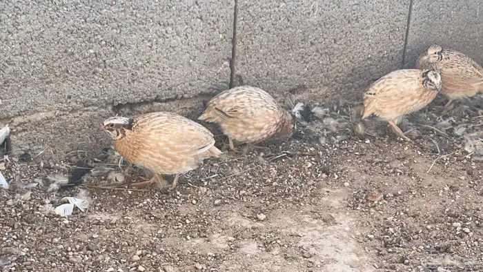 سمان بياض للبيع 2