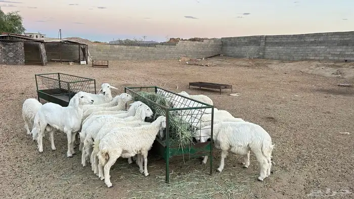 بهم خرفان ورخال طيبه 1