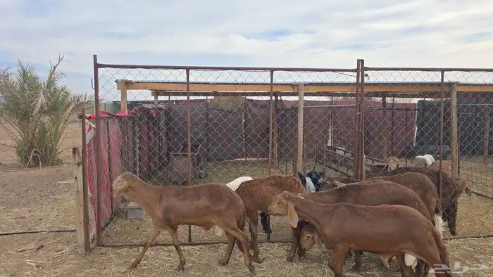 سواكن حمري مرابي جذعان 0