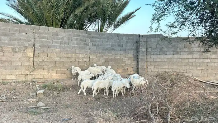 بهم خرفان ورخال طيبه 2