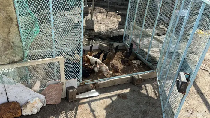 دجاج بلدي العمر 3 شهور السعر 10 0