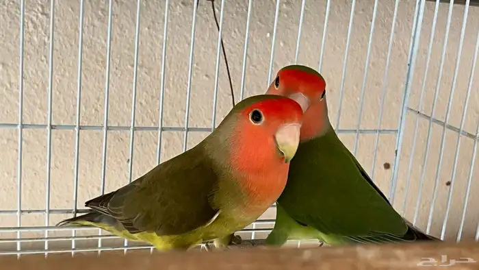 زوج روز منتج 2