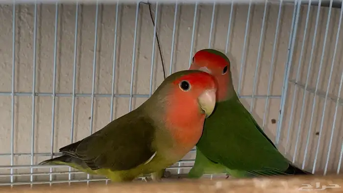 زوج روز منتج 5