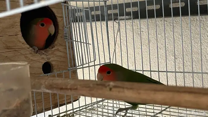 زوج روز منتج 3