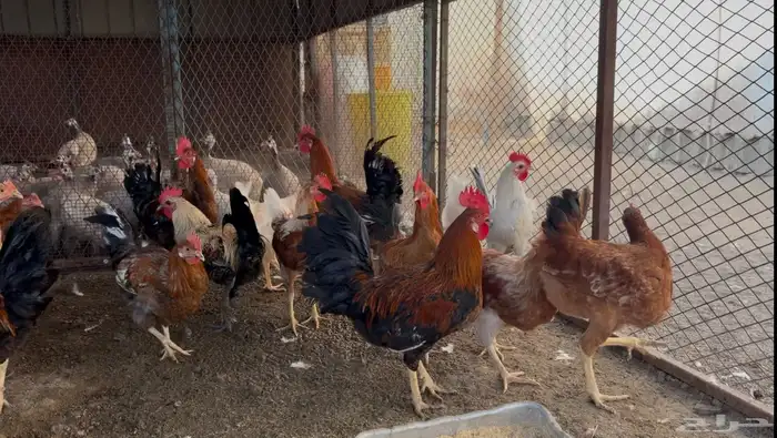 أطقم رومي ودجاج حبشي وديوك تركي 5