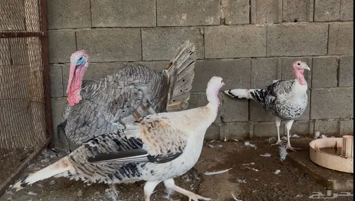 أطقم رومي ودجاج حبشي وديوك تركي 3