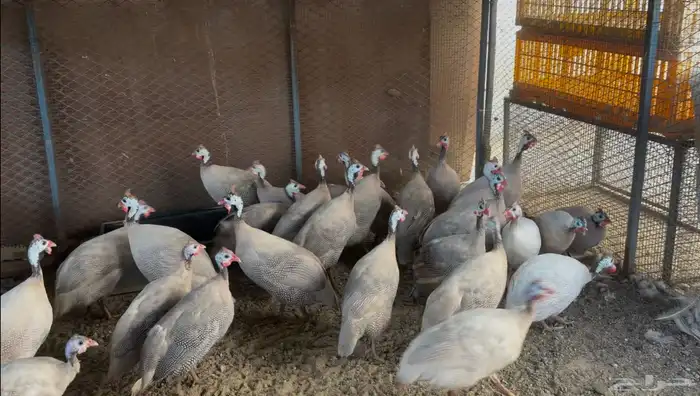 أطقم رومي ودجاج حبشي وديوك تركي 10