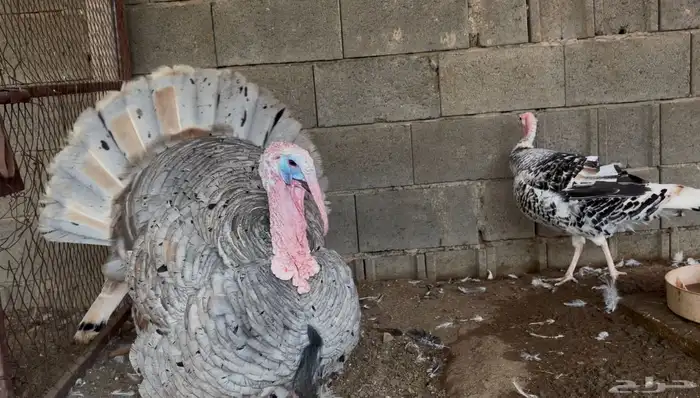 أطقم رومي ودجاج حبشي وديوك تركي 1