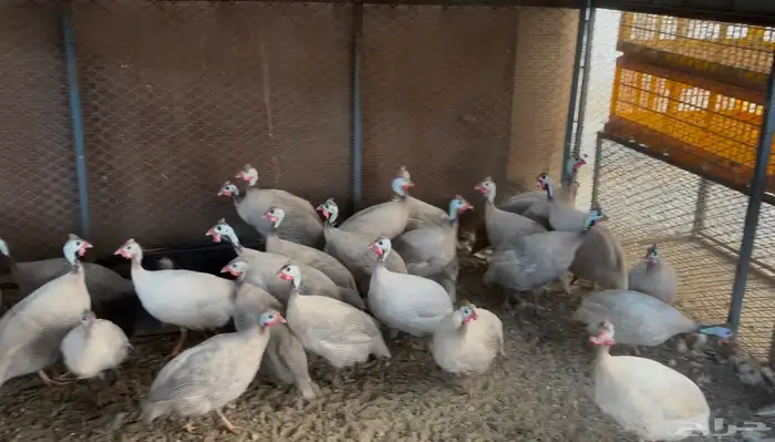 أطقم رومي ودجاج حبشي وديوك تركي 9