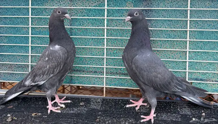 حمام باكستاني 3