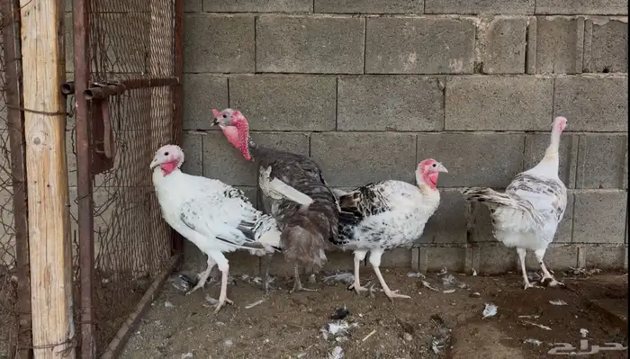 أطقم رومي ودجاج حبشي وديوك تركي 14