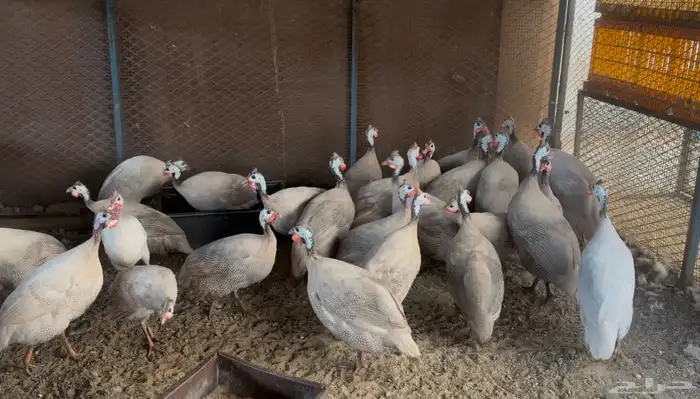 أطقم رومي ودجاج حبشي وديوك تركي 12