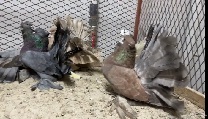 مجموعة رقاص امريكي 1