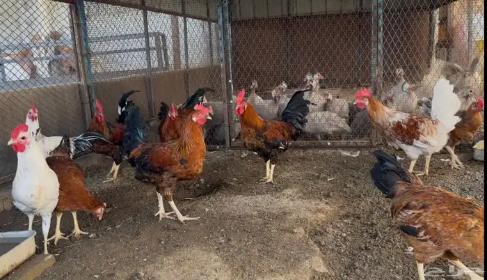 أطقم رومي ودجاج حبشي وديوك تركي 7