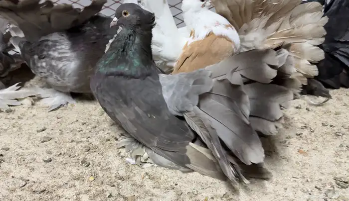 مجموعة رقاص امريكي 2