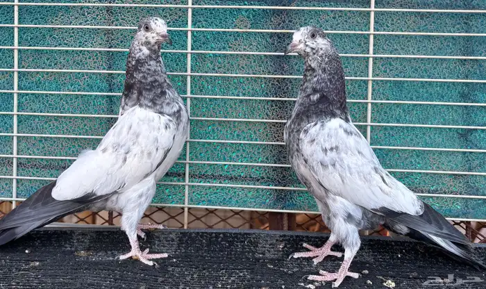 حمام باكستاني 7