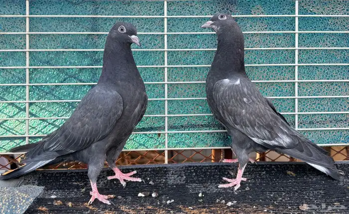 حمام باكستاني 2