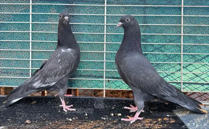 حمام باكستاني 1