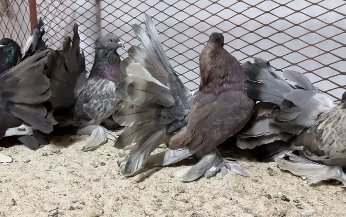 مجموعة رقاص امريكي 0