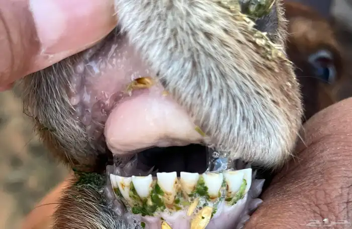 رغوث معها خروف 4