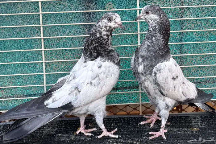 حمام باكستاني 5