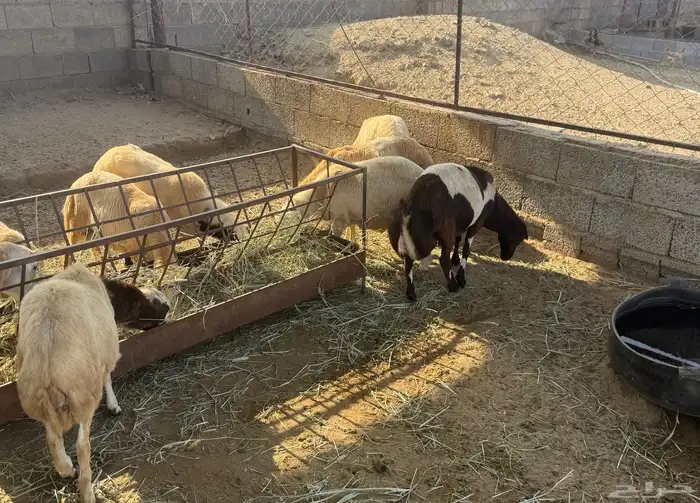 خرفان البيع في العيدابي بلدي 6